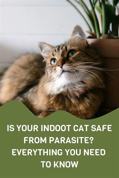 Can Indoor Cats Get Worms Types Of Worms And How Your Cat Can Possibly