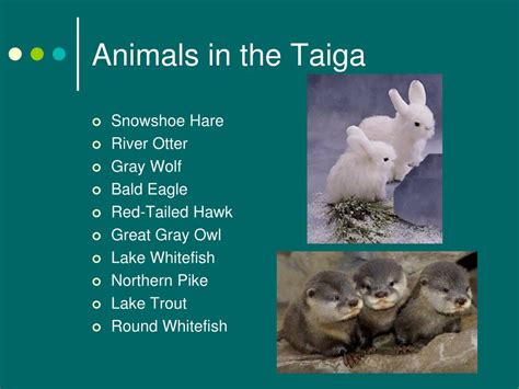 PPT - Taiga Biome PowerPoint Presentation, free download - ID:776464