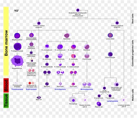 Hematopoiesis Human Diagram