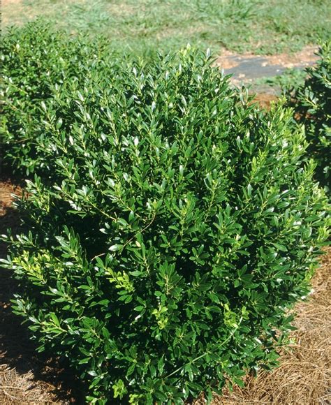 Shamrock Inkberry Holly 4 Pot Ilex Glabra Hirts Gardens