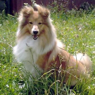 Cute Puppies Picture: Shetland Sheepdog Dog Image