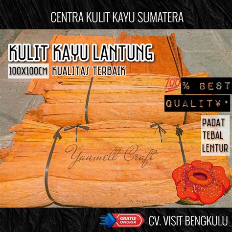 Jual KULIT KAYU LANTUNG SUMATERA SUPER TANGAN PERTAMA KULIT KAYU