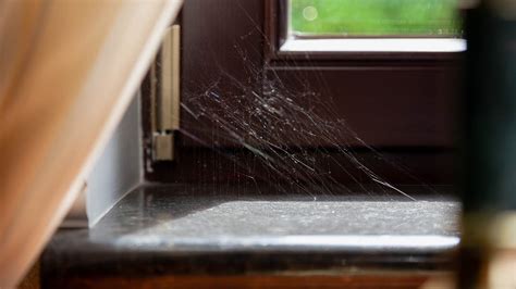 What Are Cobwebs The Spooky Scientific Reason Explained