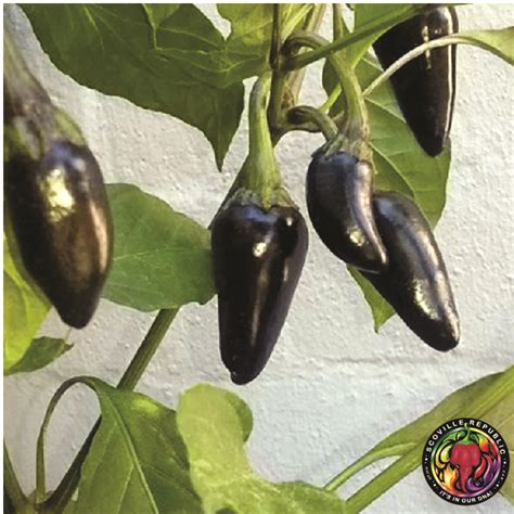 Black Hungarian Pepper Seeds Scoville Republic