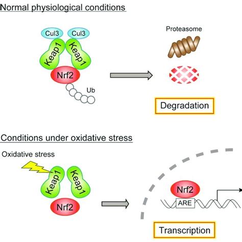 Regulatory Mechanism Of Gene Expression By The Nrf Keap System