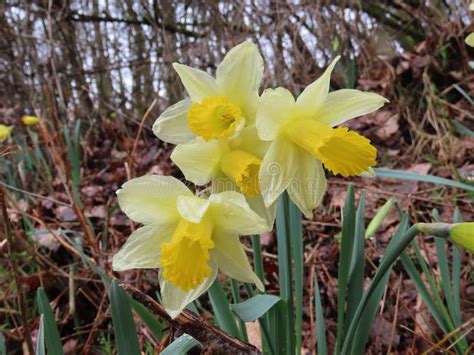 Wild Daffodils In Wood Stock Image Image Of Daffodils 194907457