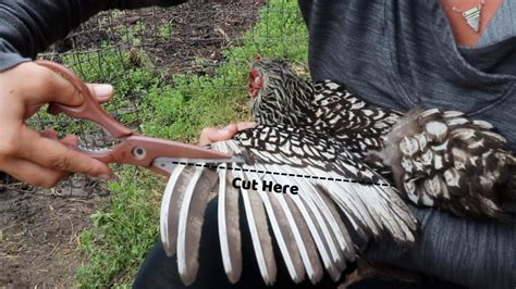 How To Clip Flight Feathers On Chickens Youtube