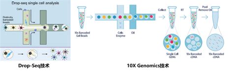 Scrna Seq入门 —— 第一章 简单介绍 知乎