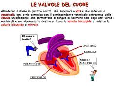 13 Idee Su Apparato Circolatorio Lezioni Di Scienze Scienza Per