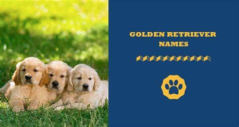 Top 300 Golden Retriever Names And Their Meanings