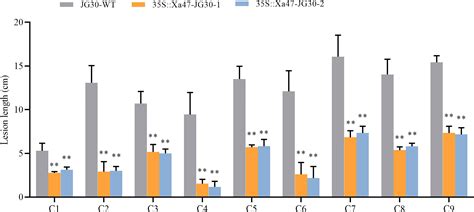 Frontiers A New Nlr Disease Resistance Gene Xa Confers Durable And