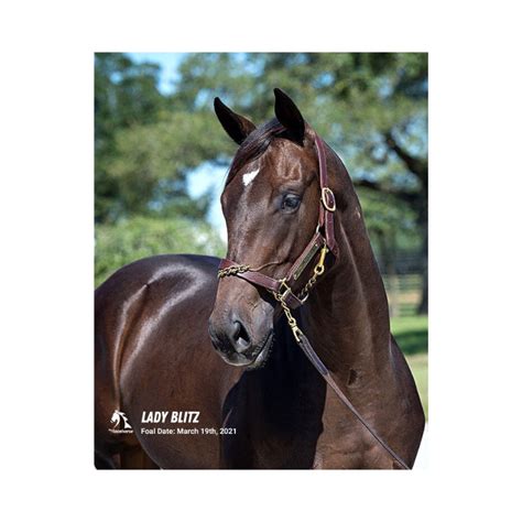 Lady Blitz Photo Myracehorse Shop