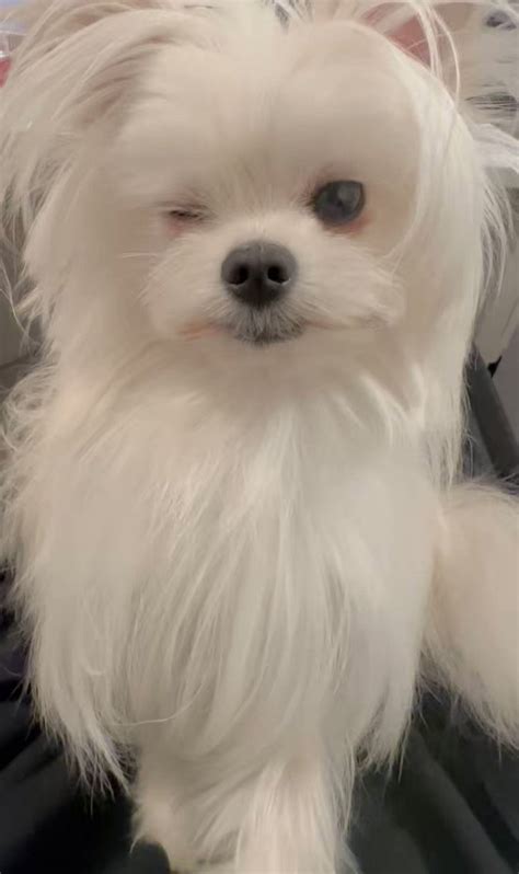 YK on Twitter RT kawai nu san 完全にカメラを理解している犬