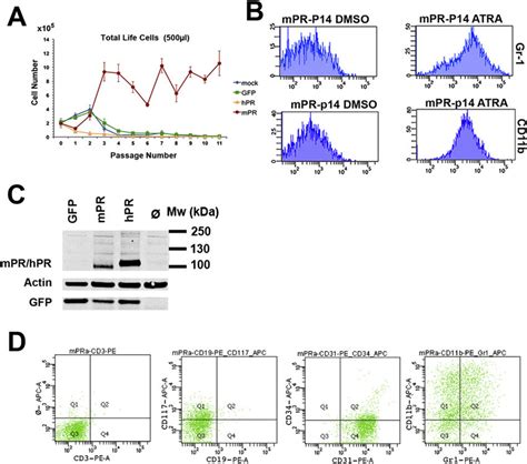 Fig S4 Immunophenotype Of MPR Immortalized Cells A MPR