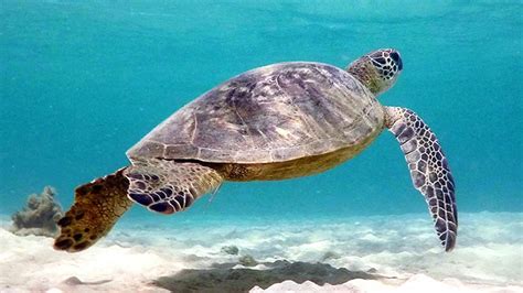 Anini Beach Snorkeling | Princeville, Kauai