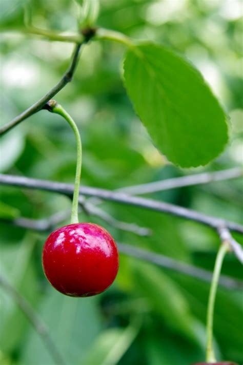 Free Images Apple Tree Nature Branch Blossom Fruit Berry Leaf