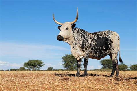 Nguni Cattle Stock Photos Pictures And Royalty Free Images Istock