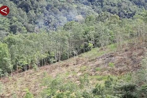 KLHK Proses Status Hutan Adat Untuk Hutan Primer Di Boven Digoel