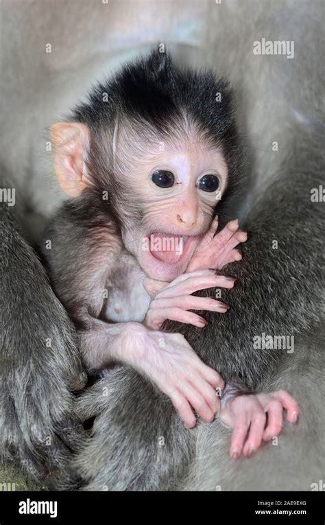 Long tailed macaque baby, Macaca fascicuiaris, Bali, Indonesia Stock ...