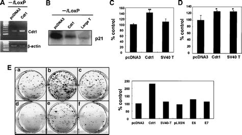 Overexpression Of Cdt1 Rescued The Phenotype Of Loxp Cells A Download Scientific Diagram