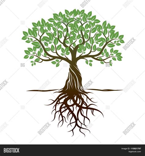 Color Tree Roots Vector And Photo Free Trial Bigstock