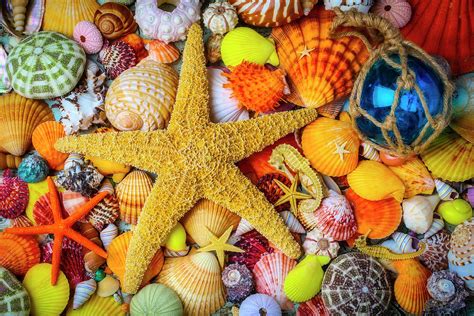 Large Starfish And Seashells Photograph By Garry Gay Pixels