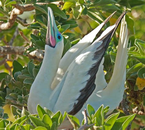 The 7 Most Beautiful Birds Of Belize Birding In Belize