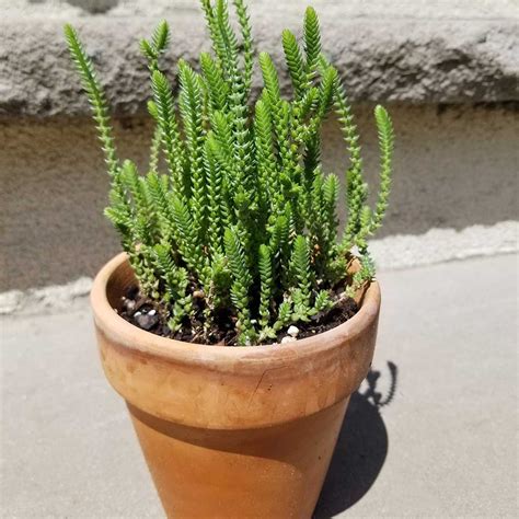 Crassula Muscosa Watch Chain” The Garden Hows