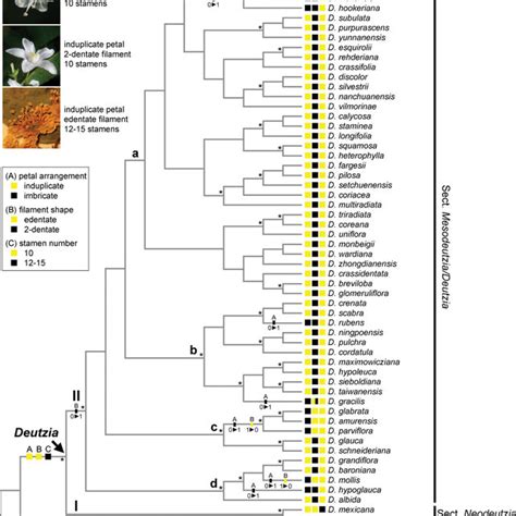 Reconstruction Of The Evolution Of Selected Morphological Characters In