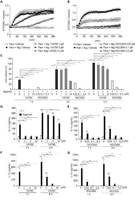 Gsdme Dependent Incomplete Pyroptosis Permits Selective Il 1α Release