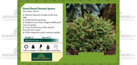 Pusch Dwarf Norway Spruce Johnsons Nursery Kb