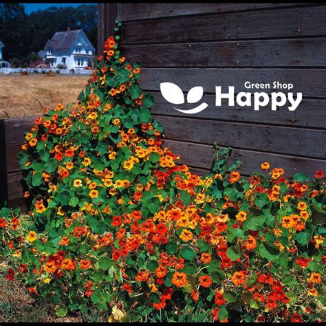 Nasturtium Hybrids Mix Seeds Tropaeolum Majus Happy Green Shop