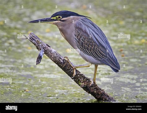 asian butorides striata  res stock photography  images alamy