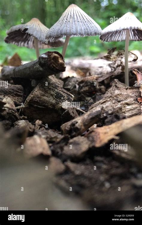 Woodland Fungi Hi Res Stock Photography And Images Alamy