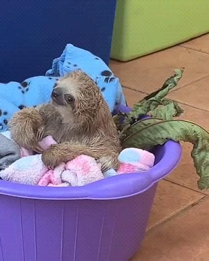 THE LAZY SLOTHS On Instagram In 2024 Cute Baby Sloths Cute Sloth