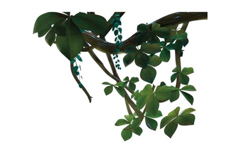 Jungle Vine Tropical Foliage And Green Leaves Clipart Png Png All