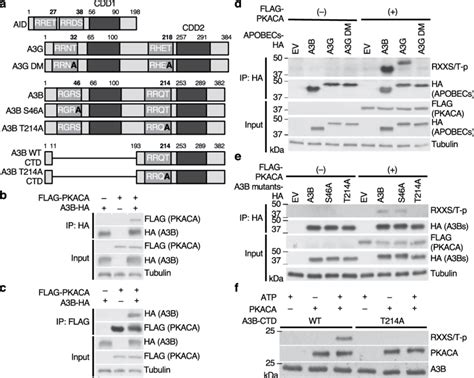 Pkaca Phosphorylates A3b Thr214 In Vivo And In Vitro A Schematic