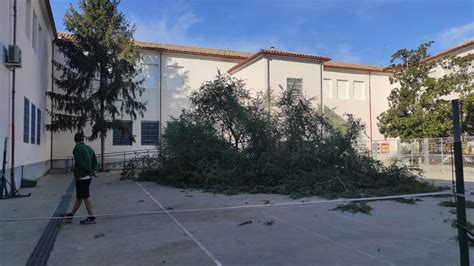 Talan el árbol que amenazaba el patio del IES Ramón y Cajal de Huesca