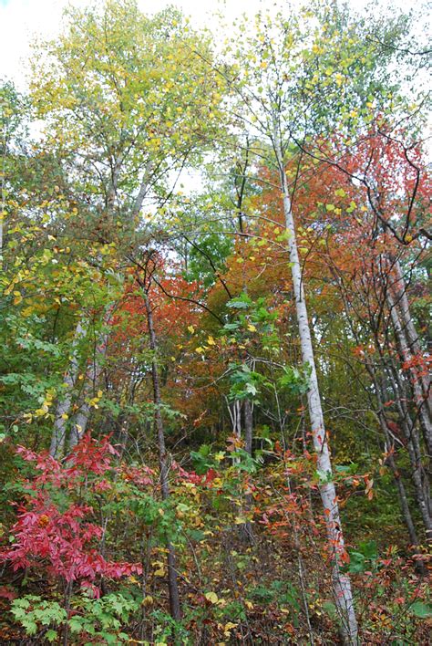 Great Smoky Mtn. National Park easy access | Smoky Mountain Rose Manor