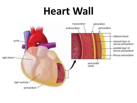 Anatomy Of The Human Heart