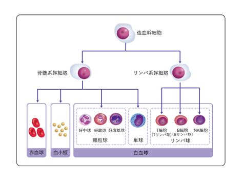 慢性骨髄性白血病： 国立がん研究センター がん情報サービス 一般の方へ