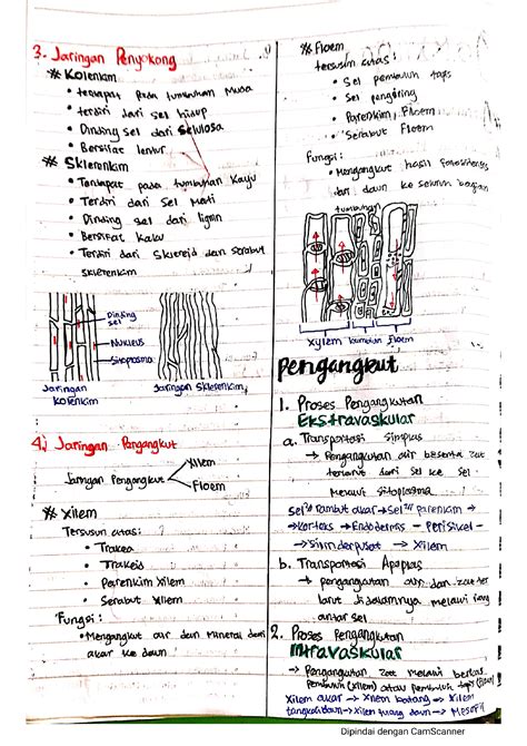 Solution Jaringan Tumbuhan Hewan Studypool