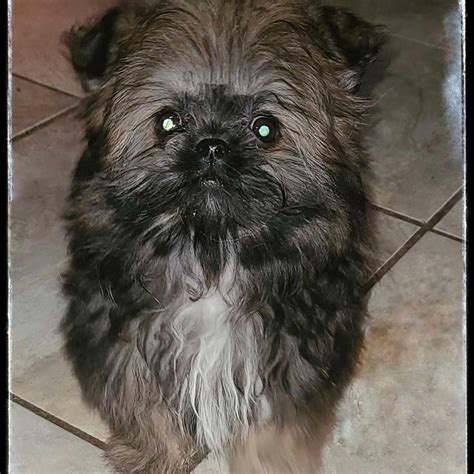 Micky & Mindy Small Shih tzu / Pom Puppies - Read Ad | Dogs & Puppies for Rehoming | London | Kijiji