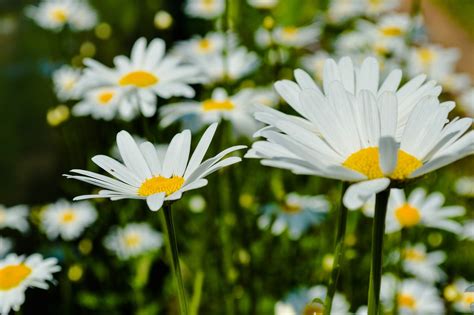 Chamomile Flowers Meadow - Free photo on Pixabay - Pixabay