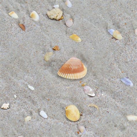 The 10 Best Shelling Beaches In Florida Coastal Wandering