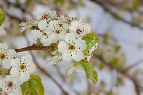 Cleveland Select Pear Tree – Elegant Flowering Accent