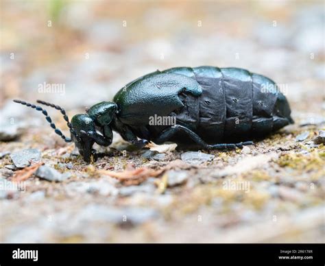 Adult Of The Violet Oil Beetle Meloe Violaceus A Uk Species Under