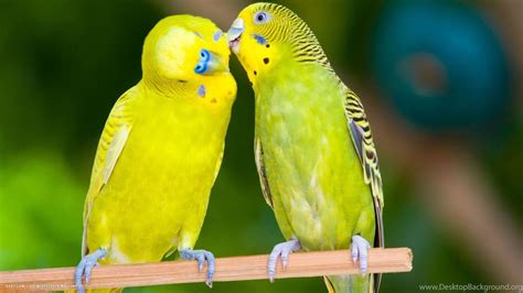 Love Birds Desktop Wallpapers - Top Free Love Birds Desktop Backgrounds ...