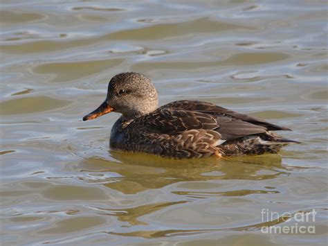 Female Northern Shoveler Photograph by Ruth Housley