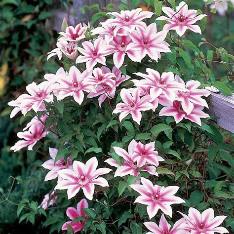 How To Grow Plant Clematis Vines The Garden Glove